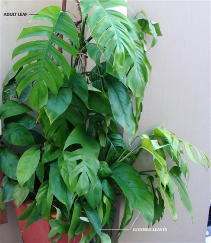 Monstera deliciosa